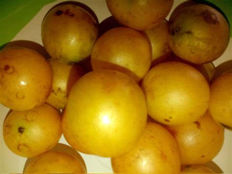 Asam Manis Si Buah Gandaria