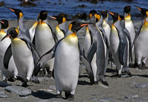 Penguin Facts, Types, Habitat, Diet, Adaptations, Pictures