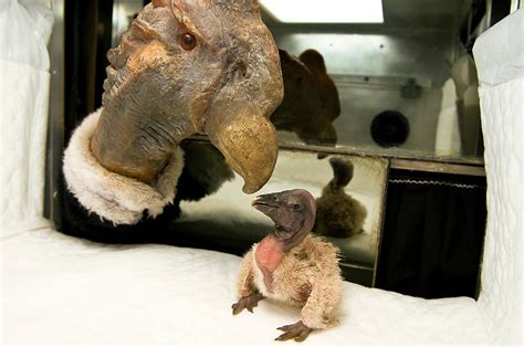 Andean Condor Conservation Project Photograph by Philippe Psaila ...