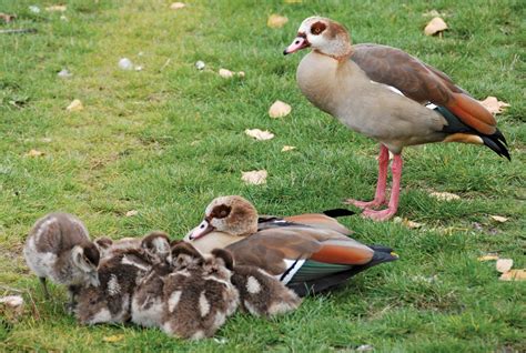 Egyptian goose | Diet, Habitat, & Facts | Britannica