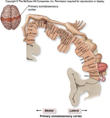 Differences between the primary somatosensory and motor cortex ...