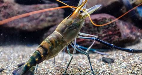 Shrimp vs. Krill: Differences in Appearance, Habitat, & Behavior