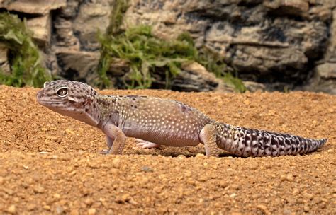 Pictures Of Leopard Geckos - Leopard Gecko Images Stock Photos Vectors ...