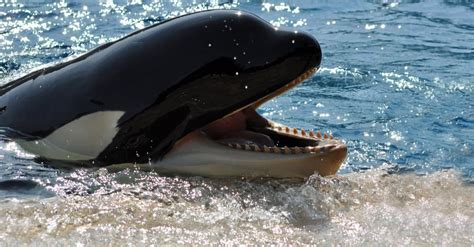 Killer Whale Teeth: Do Killer Whales Have Teeth? - A-Z Animals