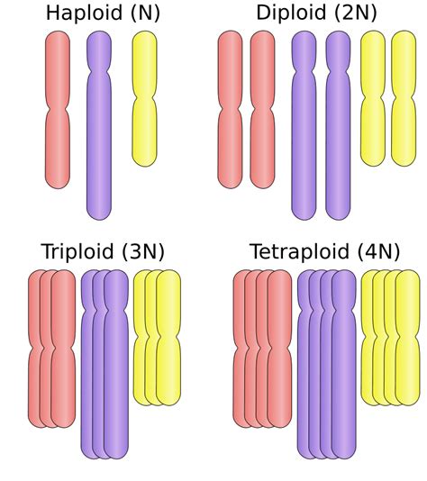 What Is The Haploid Dog Chromosome Number