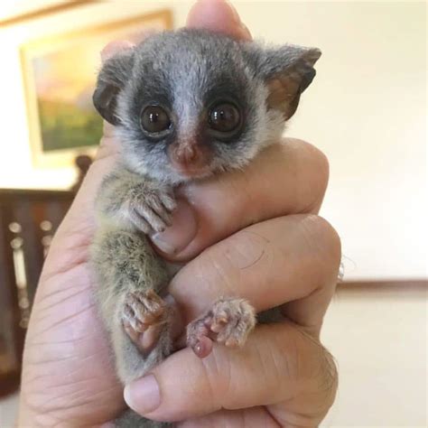 Bush Baby - Bushbabies The Southern Lesser Galago Africa Geographic ...