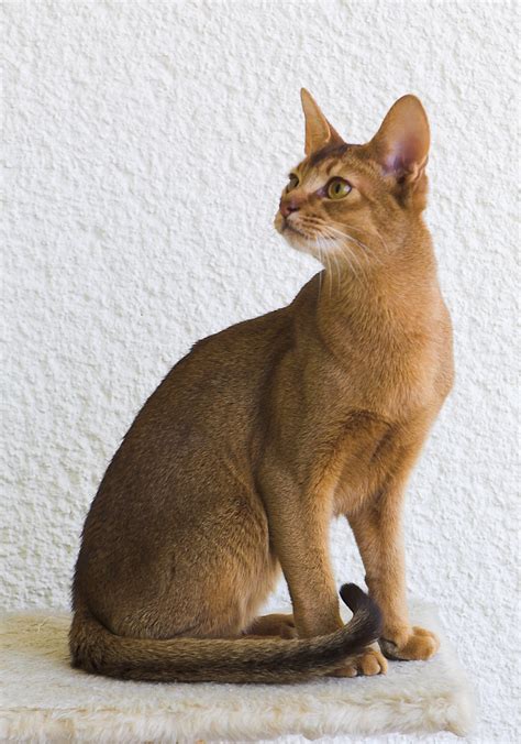 Abyssinian cat - Wikipedia