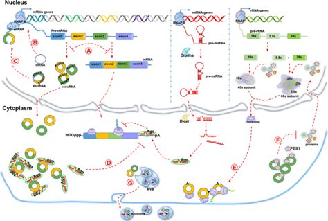 Functions and mechanisms of circRNA. a circRNAs’ backsplicing process ...