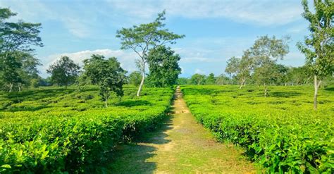 Free stock photo of assam tea garden, natural beauty