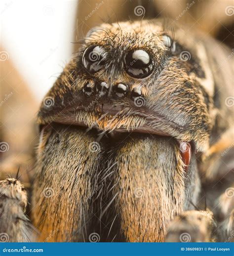 Wolf spider up close stock image. Image of brown, crawly - 38609831