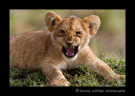 Baby Roar: Wildlife Babies; AKA The Cute Zone: Harvey Wildlife Photography