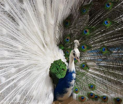 Nice Peacock images Free Download ~ Allfreshwallpaper