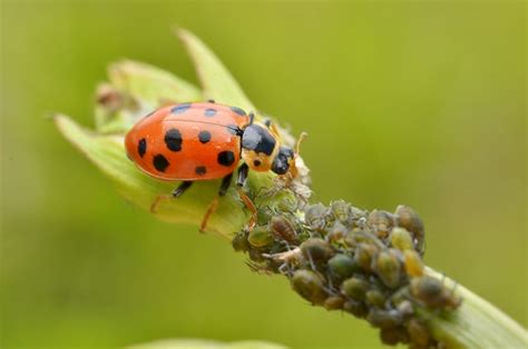 Ants Farming Aphids & What to do About It | Real Self-Sufficiency