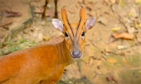 Endangered Animals Of Myanmar Worldatlascom