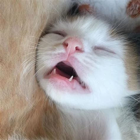 It Turns Out Tiny Cat "Teefies" Are Absolutely Adorable – Meowingtons