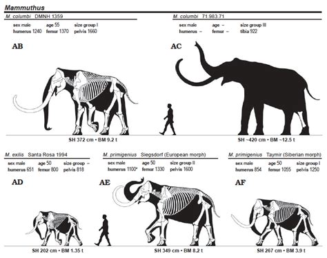 Proboscidean skeletal restorations and body mass estimates | Download ...