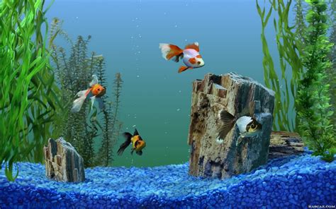 Aquarium fish pictures wallpaper | Aquarium live wallpaper, Free ...