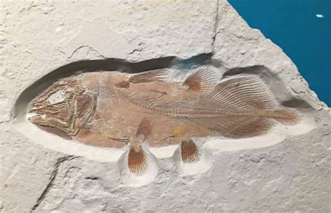 Huge Ancient Fish Fossil Accidentally Discovered | Science and ...