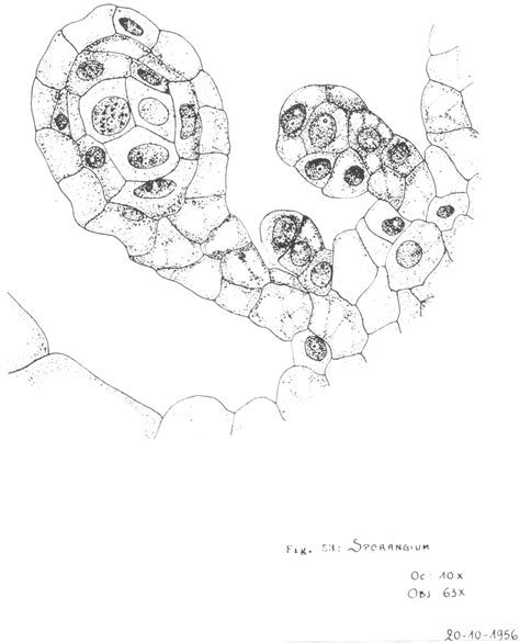 Developmental stages of sporangia | Download Scientific Diagram