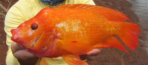 Red Devil Cichlid Amphilophus labiatus exotic florida cichlid south america