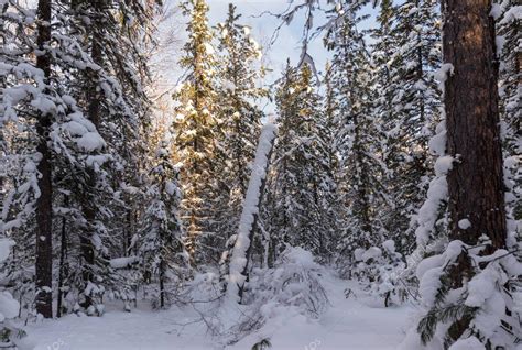 Winter forest in Siberia — Stock Photo © avrutin #169491386