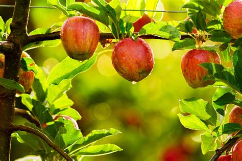 Growing Luscious Fruit Trees - In the Inland Northwest - Nspire ...