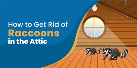 How to Get a Raccoon Out of Your Attic [The Safe Humane Way]