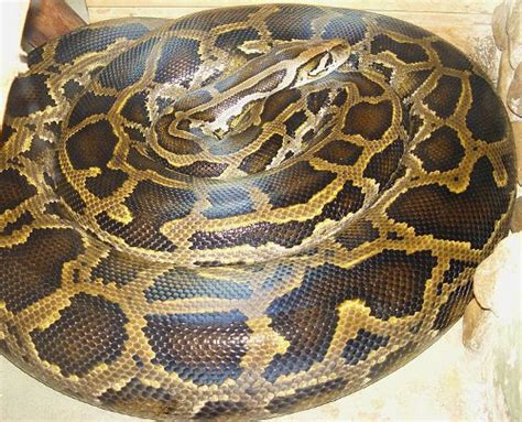 Burmese Python (Python bivittatus) - Species Profile