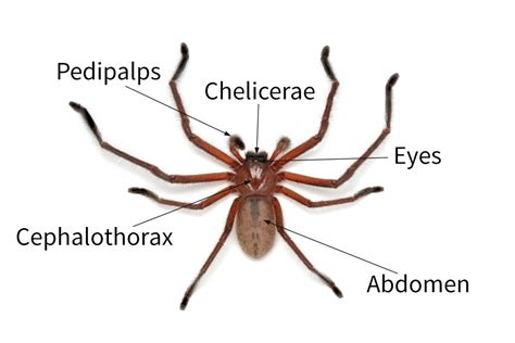 Spider Anatomy Diagram