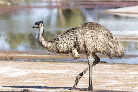 8 Amazing Emu Facts