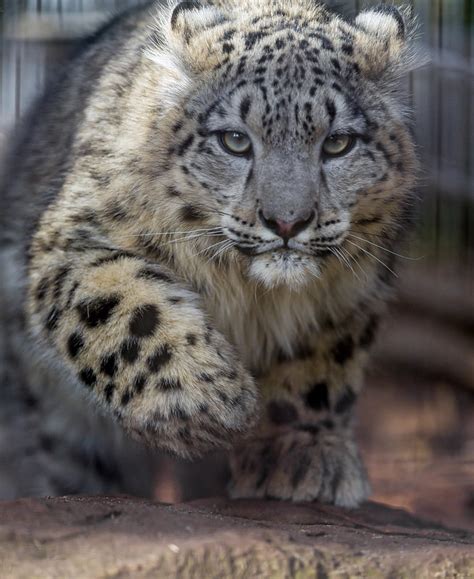 Through Golden Eyes: Your Daily Cat (Snow Leopard)