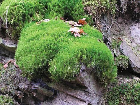 Bryophyte - Mosses, Liverworts, Habitats | Britannica