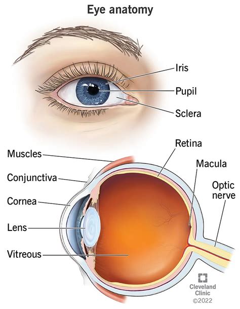 Búho Tumor maligno cicatriz anatomia cornea En segundo lugar cayó ...