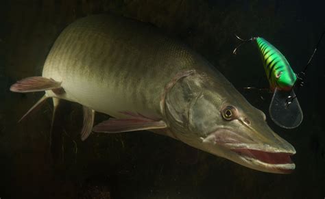 Animal A Day!: Muskellunge