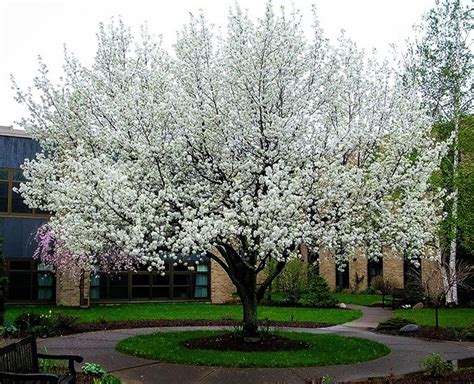 Cleveland Flowering Pear Tree For Sale Online | The Tree Center™