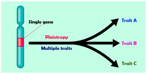 Pleiotropy Facts- Information & Pictures | Pleiotropy Human Genetic ...