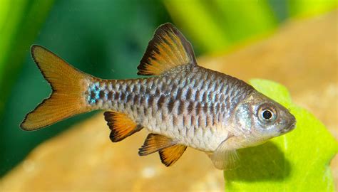 20+ Different Types of Barb Fish (With Pictures) - You Should Know About