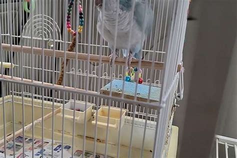 Blue Quaker Parrot With Cage