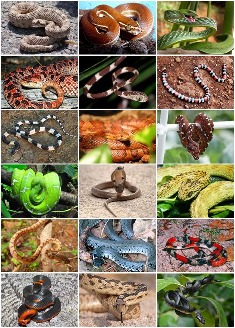 File:Snakes Diversity.jpg - Wikimedia Commons