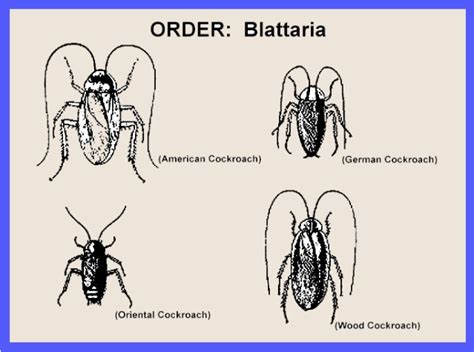 tree roach life cycle - Luba Rau