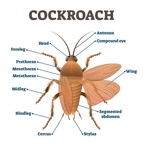 Cockroach,Vector,Illustration.,Labeled,Educational,Body,Structure ...