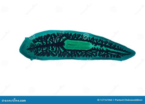 Planaria Flatworm Under Microscope View. Royalty-Free Stock Photo ...