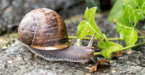 Snail Predators: What Eats Snails? - A-Z Animals