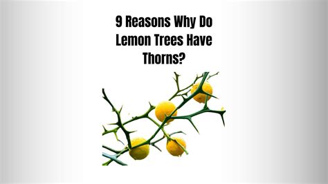 9 Reasons Why Do Lemon Trees Have Thorns? - Everything Arboriculture