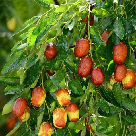 jujube chinese dates mansanitas fruit tree seeds，50seed | Lazada PH