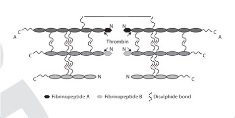 Diagram showing the structure of fibrinogen and thrombin cleavage site ...