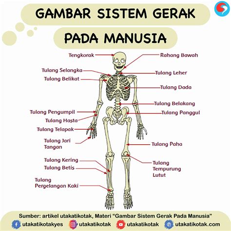 Lkpd Sistem Gerak Pada Manusia - Homecare24