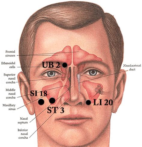 7 Sinus Pressure Points for Instant Relief | Faculty of Medicine