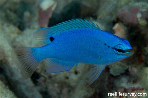 Chrysiptera cyanea - Blue Demoiselle | ReefLifeSurvey.com