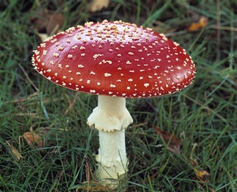 Fungi - Science News